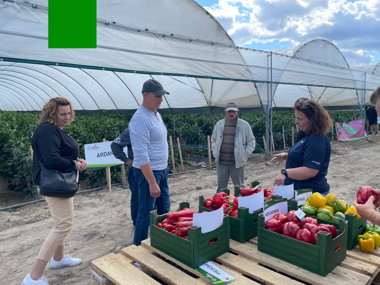 goście wydarzenia podczas prezentacji odmian 2025 przez eksperta Bayer Vegetables