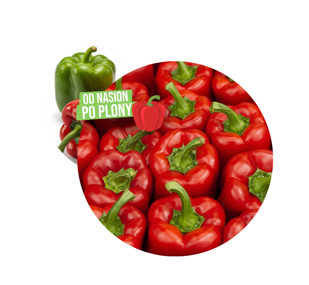 Od nasion po plony, od doświadczeń po nowe możliwości. Zobacz odmiany papryki w praktyce, wymień się doświadczeniami z innymi producentami i znajdź inspiracje na kolejny sezon.