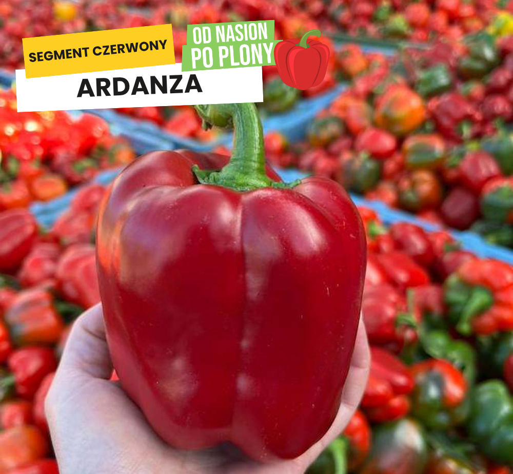 Ardanza