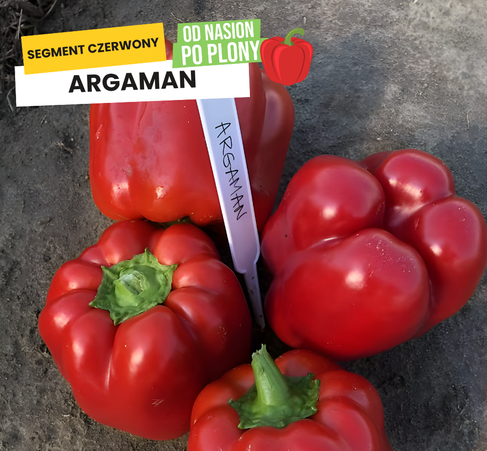 Argaman