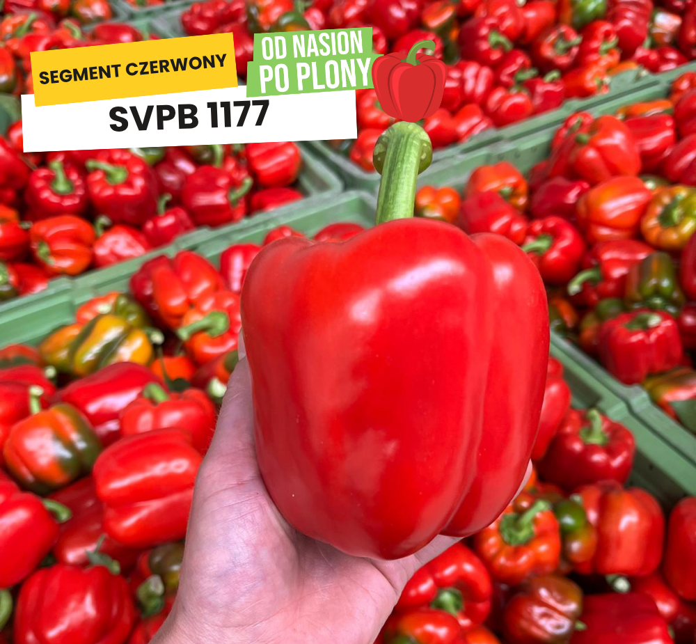 SVPB1177