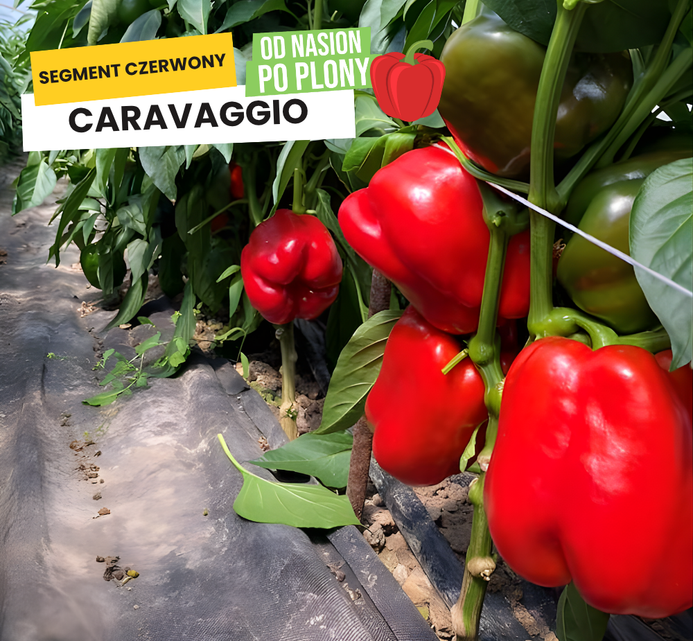 CARAVAGGIO