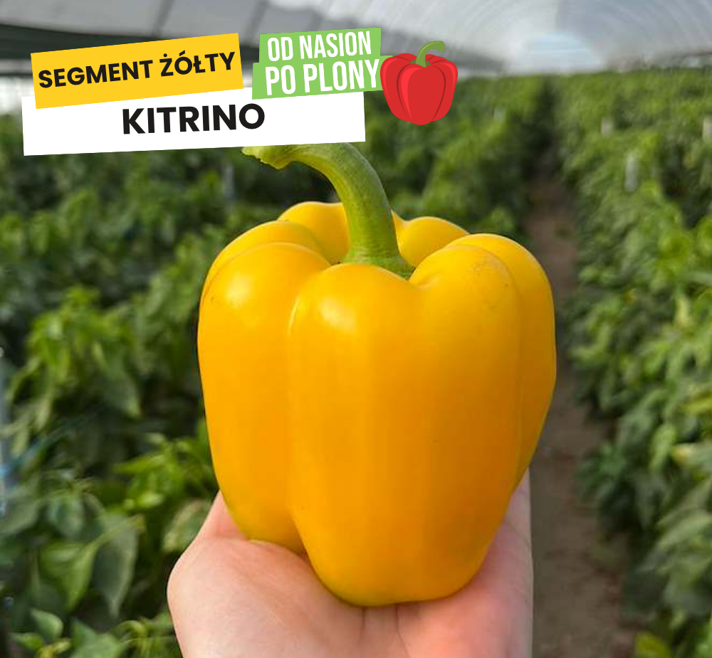 Kitrino