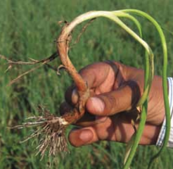 Young onion plant showing typical symptoms of twister caused by Colletotrichum gloeosporioides.