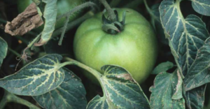 Clomazone: bleaching of leaf veins. (Courtesy of Gerald Holmes, California State University, San Luis Obispo, Bugwood.org)