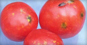 Stink bug and cloudy spot symptoms.