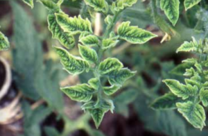 TYLCV: interveinal chlorosis and cupping of leaflets.