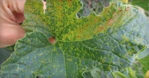 Symptoms of Melon necrotic spot virus infection may develop from the base of the leaf to the leaf margin (shown here).