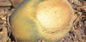 Melon sunscald. (Courtesy of Gerald Holmes)