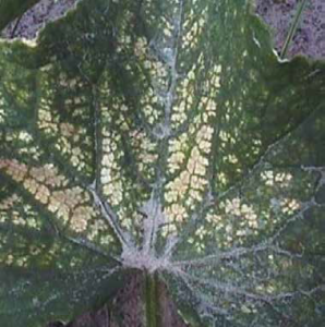 Cucumber leaf with interveinal necrosis caused by wind-blown sand. (Courtesy of David Langston).