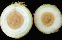 Bacterial decay of interior bulb tissue associated with center rot.