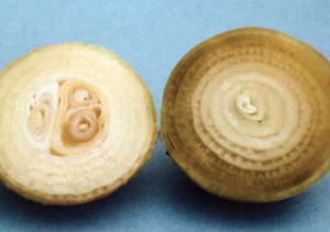 Bulb cross-section showing the grayish watery texture of the scales