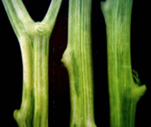 Dark-green streaks on stems.