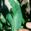 Leaf distortion from thrips feeding