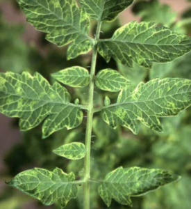 ToMoV: vein-yellowing.