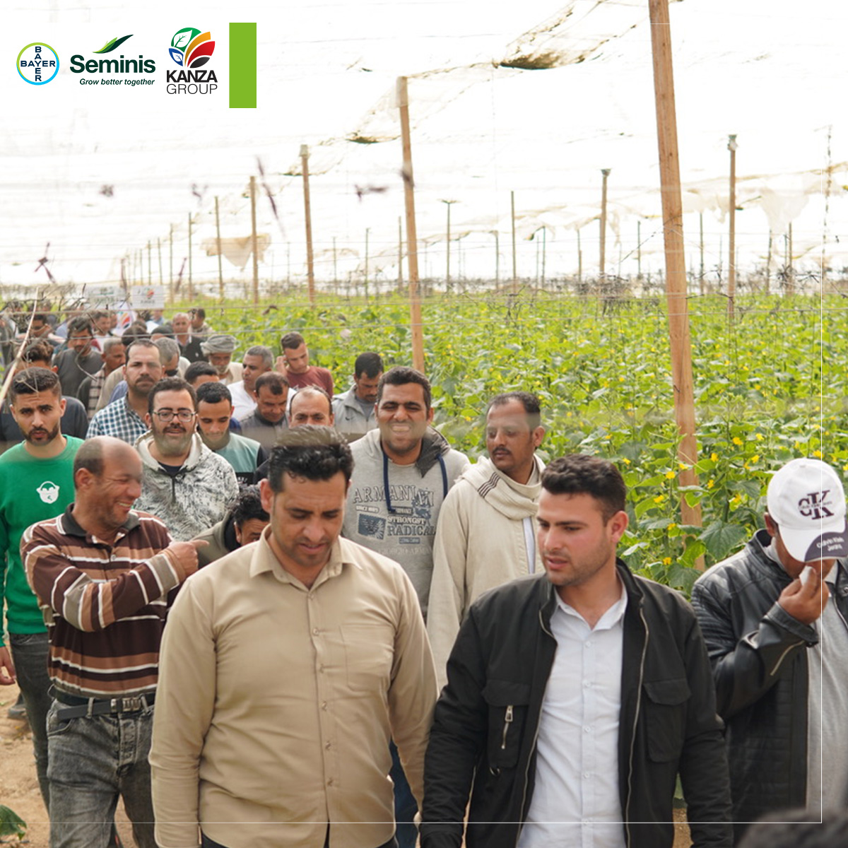 يوم حقلي مُميز لصنف خيار شهير