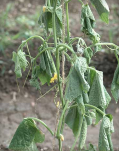 Cucumber plant wilting due to Fusarium oxysporum f. sp. cucumerinum infection.