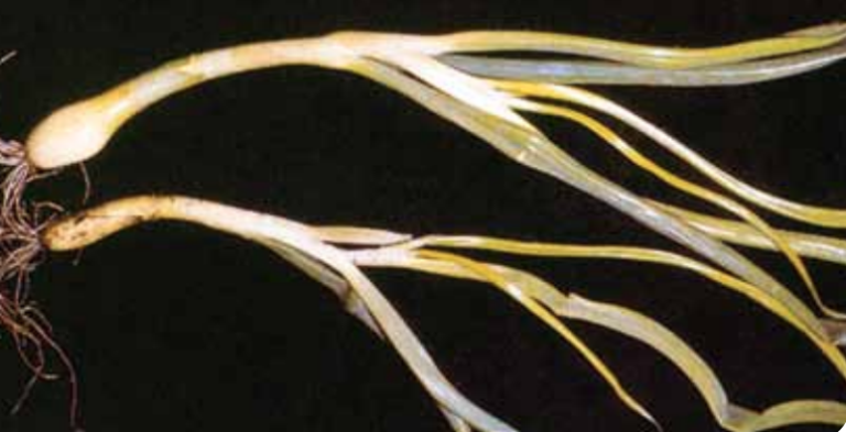 Foliar symptoms showing yellow and green streaks.