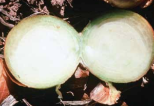 Cross-section of a bulb showing water-soaking of freeze damaged tissue.