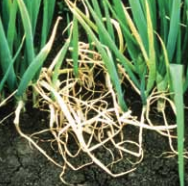 Localized plant death in the field.