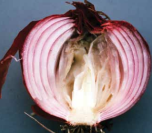 Extensive collapse and soft rotting of the inner bulb scales.