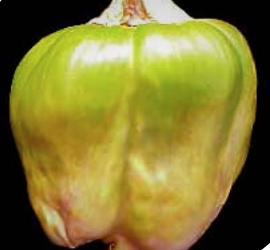 Deformed and mottled pepper fruit.