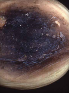 Charcoal rot on melon fruit.