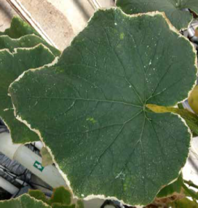 Burning of cucumber leaf margins due to salt toxicity.