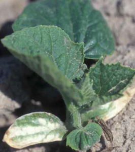Cucumber cotyledons with wind damage (Courtesy of Gerald Holmes)