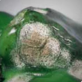 Coalescing lesions with salmon-colored spores.