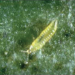 The western flower thrips, nymphs (Frankliniella occidentalis)