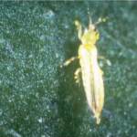 The western flower thrips, adult (Frankliniella occidentalis)