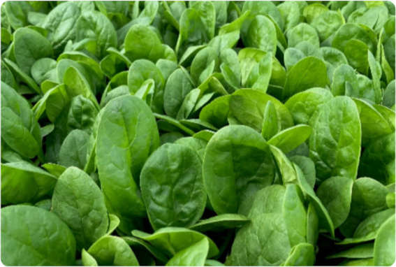 Jolo spinach variety