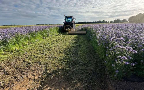 Lavendar field