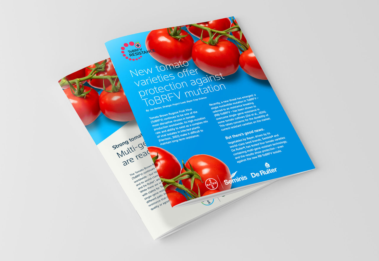 ToBRFV resistant De Ruiter varieties