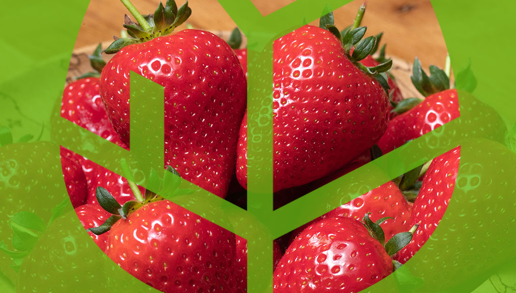 Pick the best – meet our strawberry varieties