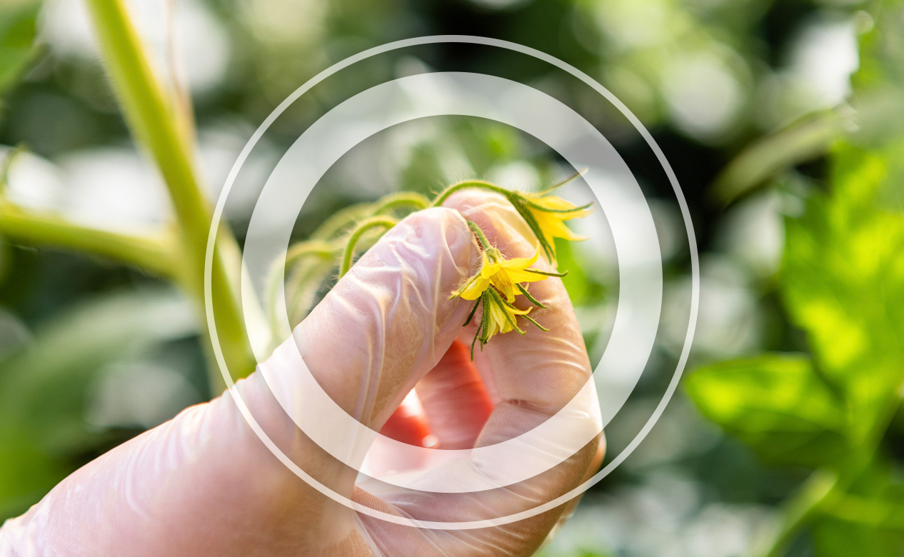 grower pinching tomato buds from plant