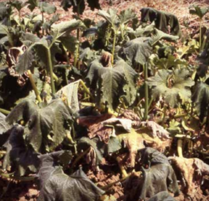 Wilting of pumpkin runners due to infection by Fusarium solani f. sp. cucurbitae.