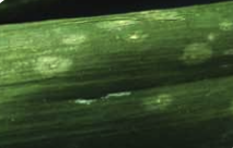 White spots surrounded by a greenish halo