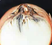 Bulb longitudinal-section showing early symptoms of neck rot.