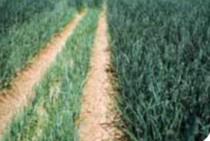 Nitrogen deficient (left) and healthy (right).