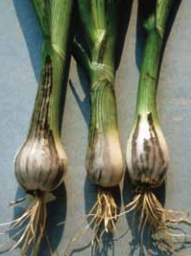 Infected seedlings showing dark streaks that contain masses of fungal spores.