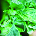 Distortion of young leaves.