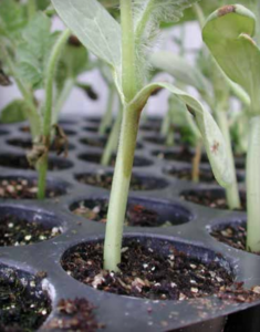 Seedling infection. (Courtesy of Dan Egel)