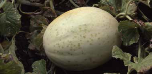 Honeydew Melon with Measles