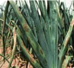 Brownish-purple sporulation on healthy green leaves.