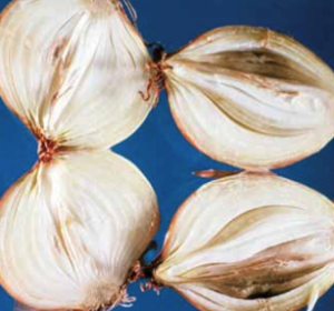 Bulb longitudinal-section showing infected internal scales.