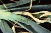 Cross-section through bulb showing the separation of scales.