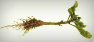 Affected plants have shortened internodes.