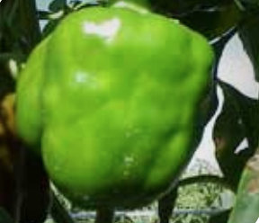 Rough and distorted fruit.